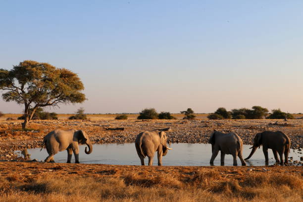 istock Group of Elephants Drinking Water at Sunset 1196811387