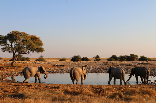 Group of elephants drinking water at sunset from water pool in Etosha, Namibia