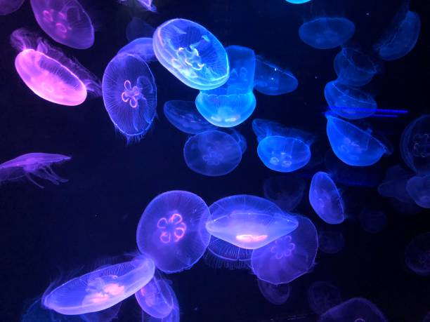 beleuchtete qualle - jellyfish translucent sea glowing stock-fotos und bilder