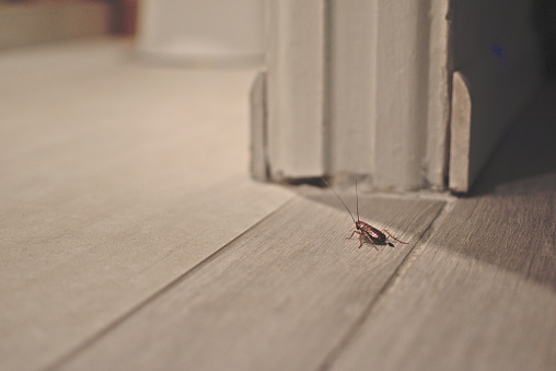 Cucaracha en suelo de madera en casa de apartamentos photo