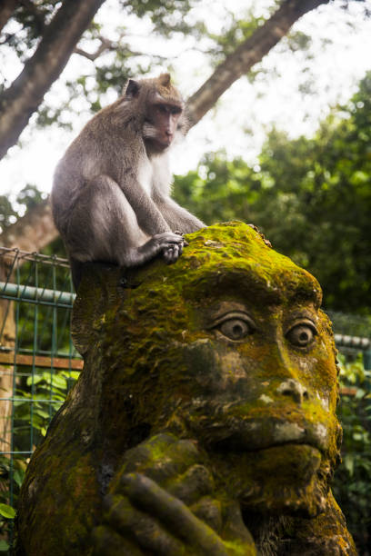 istock Monkey on the statue at Ubud Monkey Forest sanctuary at Bali, Indonesia 1196813406