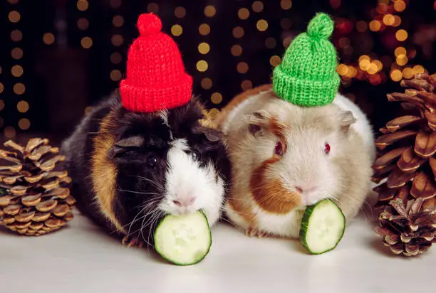 Two cute little Domestic guinea pigs (Cavia porcellus), also known as cavy or domestic cavy on Christmas lights background indoors in winter. Wearing warm winter hat. Pets health concept.