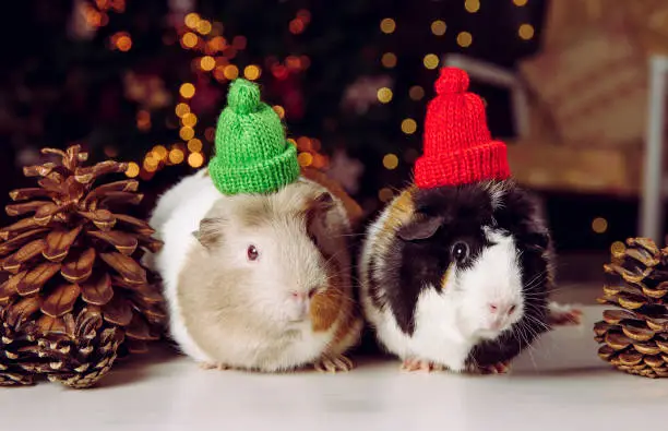 Two cute little Domestic guinea pigs (Cavia porcellus), also known as cavy or domestic cavy on Christmas lights background indoors in winter. Wearing warm winter hat. Pets health concept.
