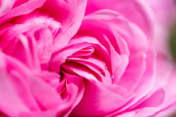 istock Close up of pink rose petals 1196816963