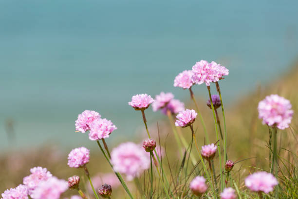 Close up of Thrift (Armeria Maritima) summer flowers