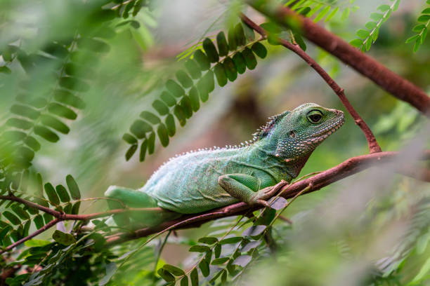 istock A green iguana lizard sitting in a tree 1196817819