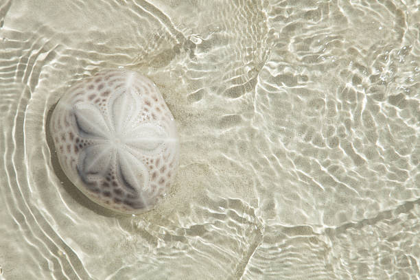 sand dollar in the sea with sun light , top view  sand dollar stock pictures, royalty-free photos & images