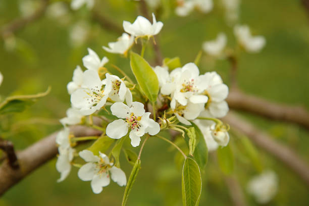 istock White flowers on the branch pear blossom in the spring 1196819500
