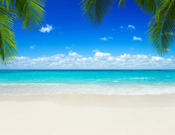 istock beautiful beach and tropical sea 1196820704