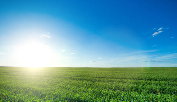 istock field of grass and perfect sky 1196820773