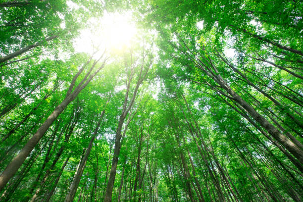 istock Forest trees. nature green wood sunlight backgrounds 1196820815