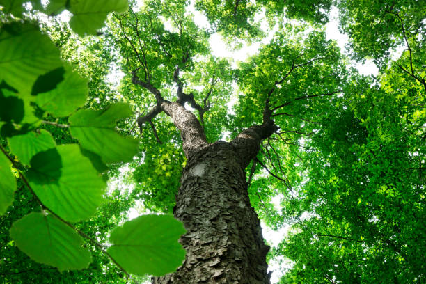 istock Forest trees. nature green wood sunlight backgrounds 1196820824