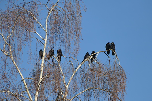 A group of seed crows rest on the branch of a birch tree on a sunny winter's day