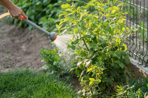 Women hand irrigation rose flower