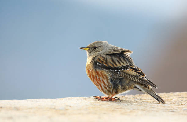 Alpine accentor in close range, mountain bird, from Montserrat mountain top in winter. Windy day.