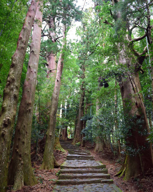 sentiero nella foresta - kii foto e immagini stock