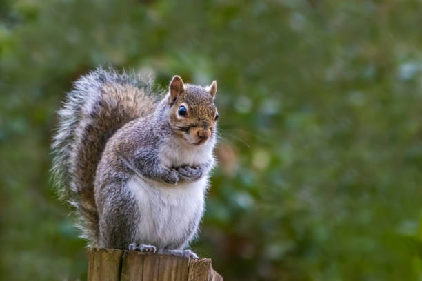 リス - curious squirrel ストックフォトと画像