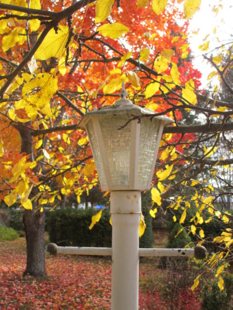 istock Lamp Post in the Autumn 1196824682