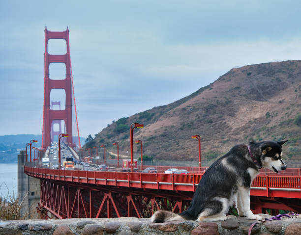 istock Dog by Golden Gate Bridge 1196824700