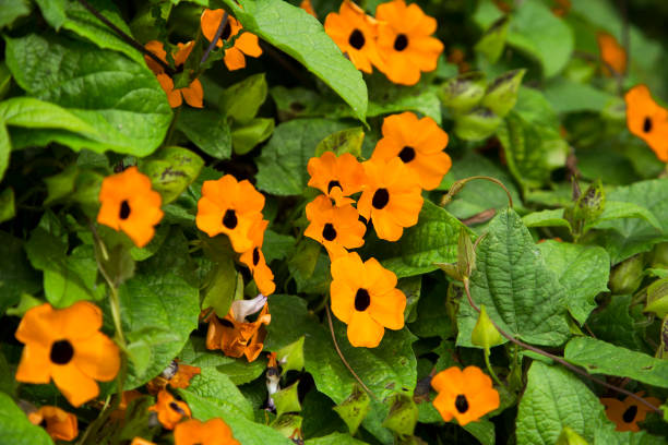 thunbergia alata - vite susan dagli occhi neri con traliccio - susan foto e immagini stock