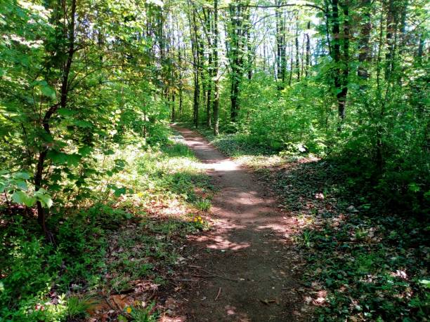 istock Hiking trail through the woods 1196825549