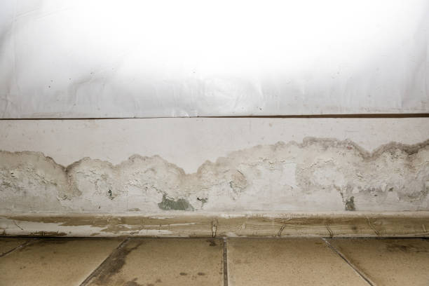 istock Flooding rainwater or floor heating systems, causing damage, peeling paint and mildew. 1196826432