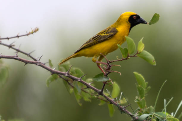 istock Masked Weaver bird with a leaf 1196828300