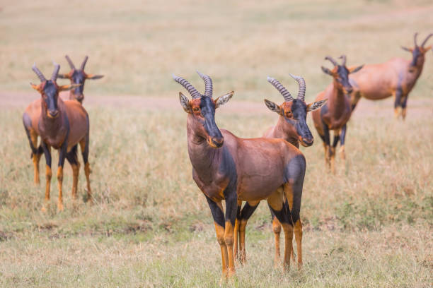 african safari in masai mara national park - masai mara national reserve masai mara topi antelope imagens e fotografias de stock