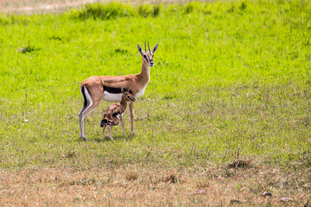 istock Thomson's gazelle with a newborn baby 1196831036