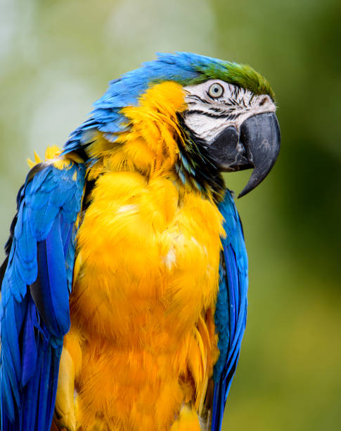 istock Blue and gold Macaw up close 1196831096