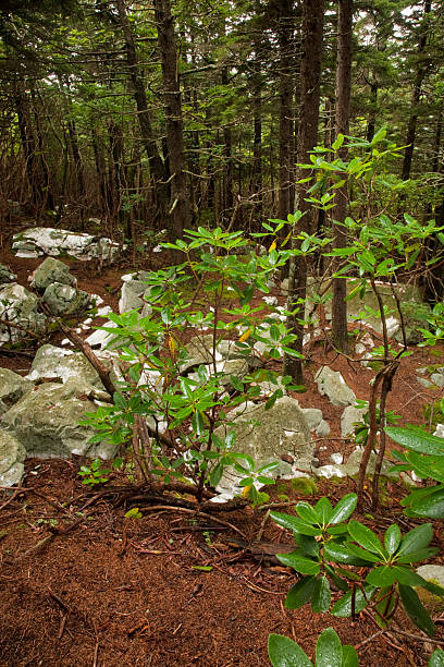 istock Shinning Rock Wilderness Area, Pisgah NF, NC 119683137