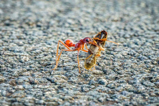 istock australian red bull ant with its prey, victoria, australia 1196832214