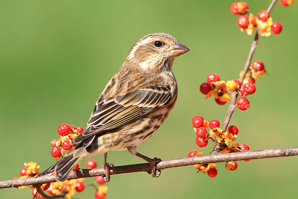 istock Purple Finch (Carpodacus purpureus) 119683444