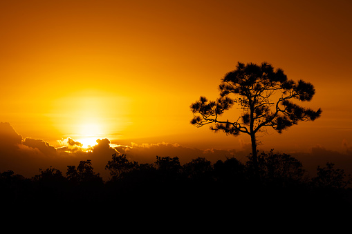 Sunrise Clouds and Pine Tree, Everglades National Park, Florida