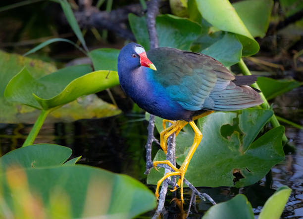 gallinule roxo empoleirado sobre um pântano em everglades de florida - marsh swamp plant water lily - fotografias e filmes do acervo