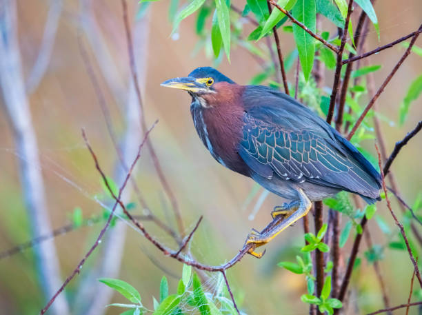 연못 옆 덤불에 자리 잡은 녹색 헤론 - wading bird everglades national park egret 뉴스 사진 이미지