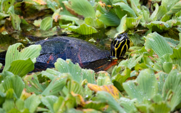 флорида красно животная черепаха в болоте салата воды - water lettuce plant water plant water стоковые фото и изображения