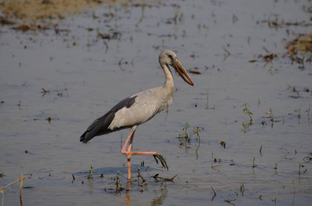 anastomus oscitans принадлежат к семейство heron малая птица семьи. но уникальная особенность заключается в том, что устье ущелья будет иметь отверсти - standing water water coastal feature the natural world стоковые фото и изображения