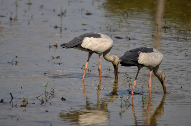 anastomus oscitans принадлежат к семейство heron малая птица семьи. но уникальная особенность заключа�ется в том, что устье ущелья будет иметь отверсти - standing water water coastal feature the natural world стоковые фото и изображения