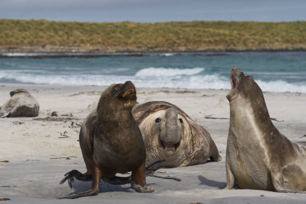 istock Seals on the Falkland Islands. 1196836896