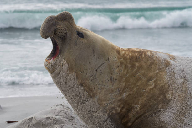 istock Male Southern Elephant Seal (Mirounga leonina) 1196837411
