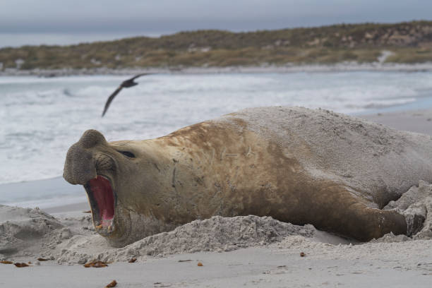 istock Male Southern Elephant Seal (Mirounga leonina) 1196837421