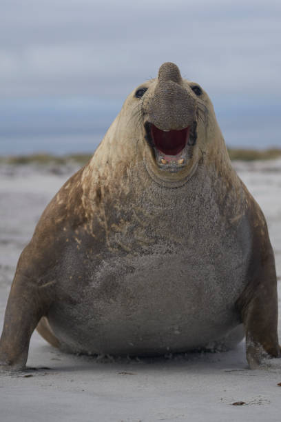 istock Male Southern Elephant Seal (Mirounga leonina) 1196837430