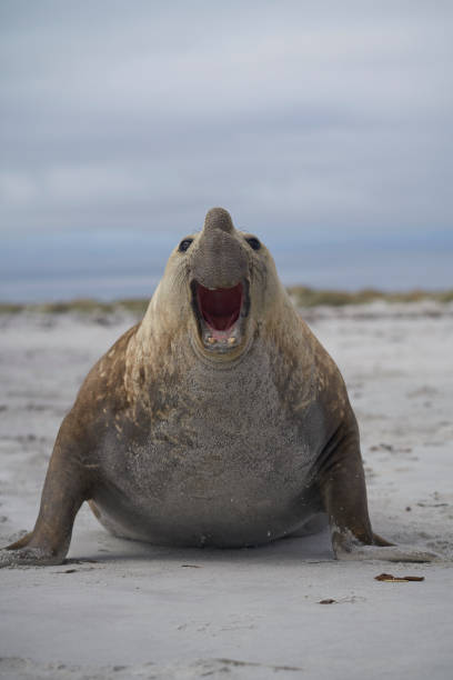 istock Male Southern Elephant Seal (Mirounga leonina) 1196837435