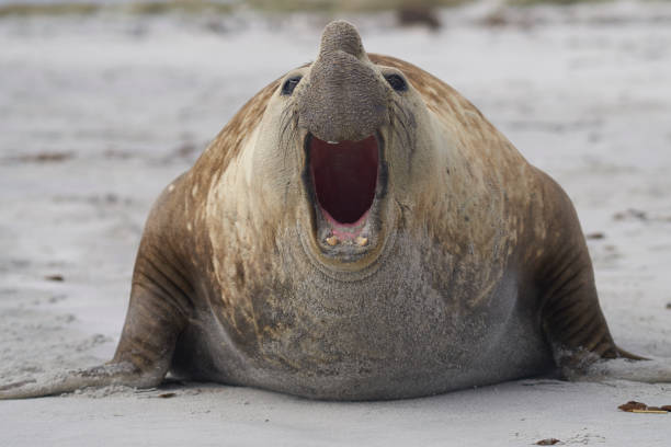 istock Male Southern Elephant Seal (Mirounga leonina) 1196837442
