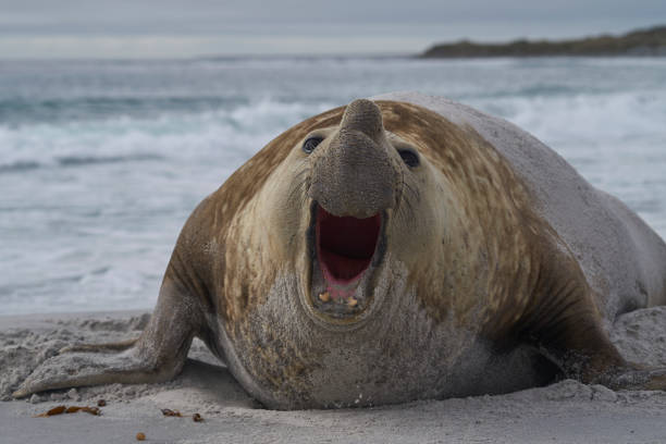 istock Male Southern Elephant Seal (Mirounga leonina) 1196837468
