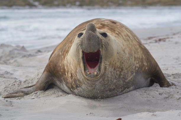istock Male Southern Elephant Seal (Mirounga leonina) 1196837484