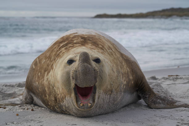 istock Male Southern Elephant Seal (Mirounga leonina) 1196837508