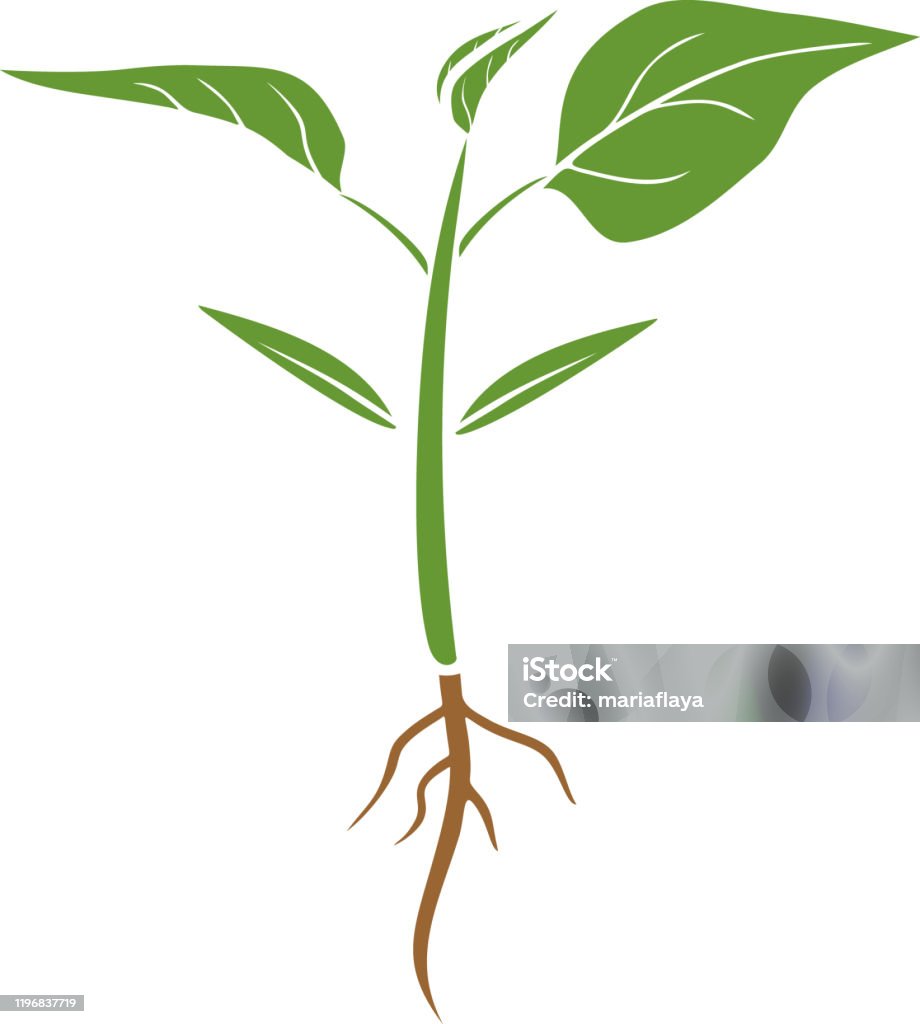Groav pepparväxt med rotsystem och gröna blad i platt stil isolerade på vit bakgrund - Royaltyfri Fröplanta vektorgrafik Groav pepparväxt med rotsystem och gröna blad i platt stil isolerade på vit bakgrund - Royaltyfri Fröplanta vektorgrafik