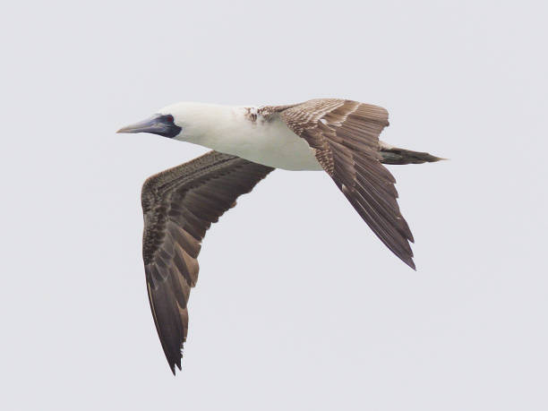 istock A single Peruvian Booby flies over the Pacific coast of Chile 1196838447